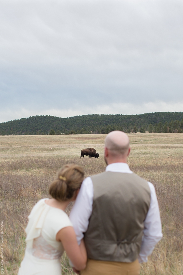 Buffalo at Custer State Park South Dakota